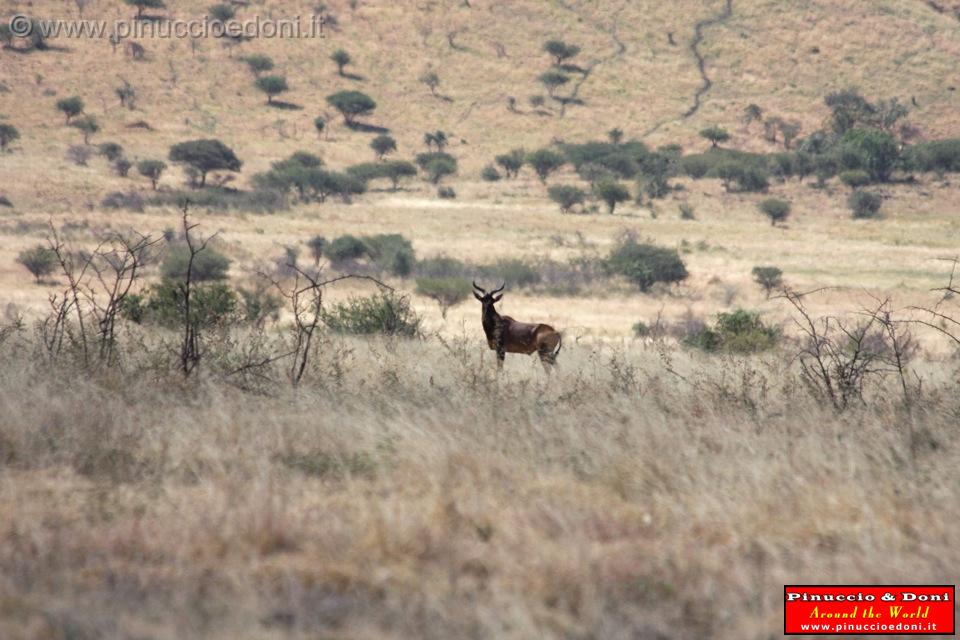 Ethiopia - Netch Sar Park - 84 - Swaynes Hartebeest.jpg